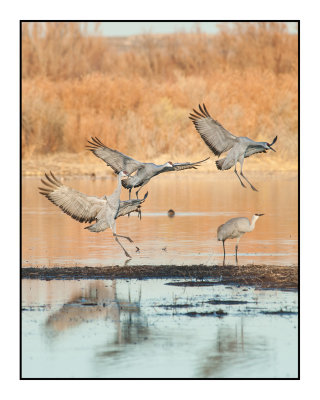 Returning to Roost at Dusk