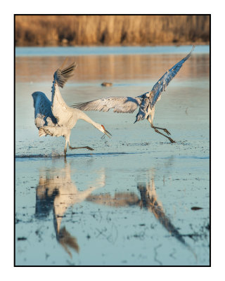 Out of My Face, Bird!