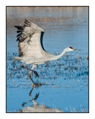 Dawn Flyout from Wading Pools