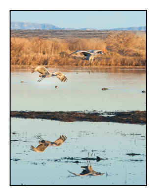 Returning to Roost at Dusk
