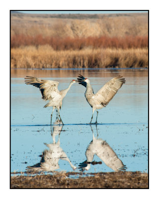 Dancing and Roosting