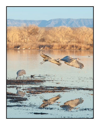 Returning to Roost at Dusk