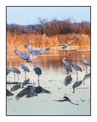 Returning to Roost at Dusk