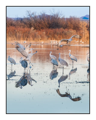 Returning to Roost at Dusk