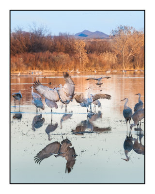 Returning to Roost at Dusk