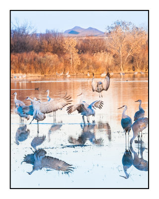 Returning to Roost at Dusk
