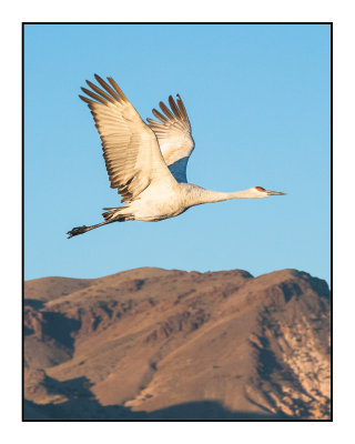 Dawn Flyout from Wading Pools