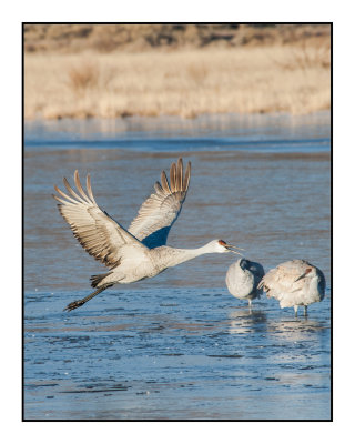 Dawn Flyout from Wading Pools