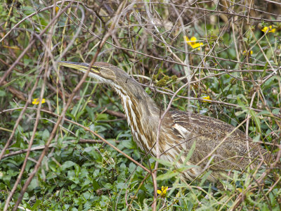 American Bittern 01.jpg