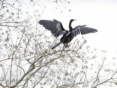 Anhinga 2.jpg