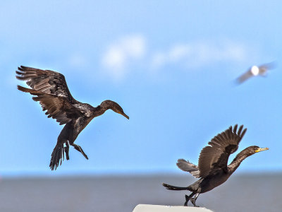 DOUBLE-CRESTED CORMORANTS 20.jpg