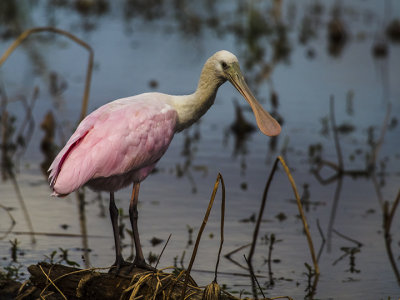ROSEATE SPOONBILL 05.jpg