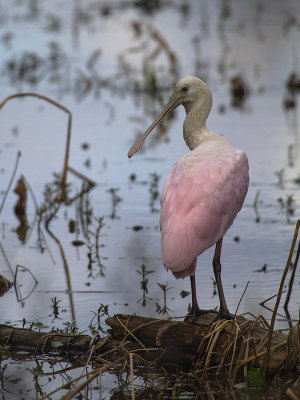ROSEATE SPOONBILL 06.jpg
