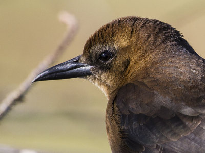 Common Grackle 5.jpg