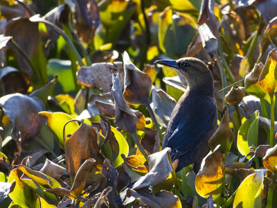 Common Grackle 6.jpg