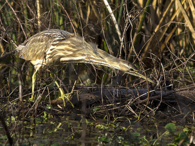 American Bittern 03.jpg