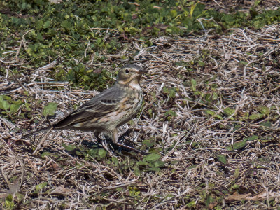 American Pipit 01.jpg