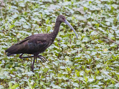 WITHE-FACED IBIS 6.jpg