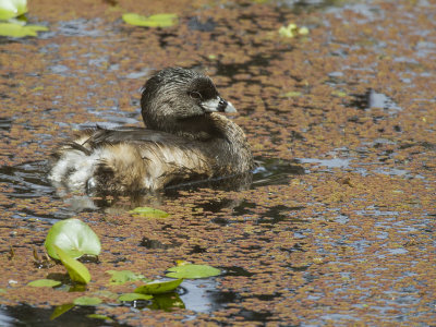 Pied-billed Grebe 1.jpg