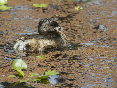 Grebes - aquatic diving Birds