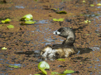 Pied-billed Grebe 2.jpg