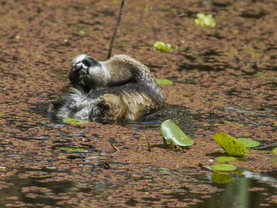Grebes - aquatic diving Birds