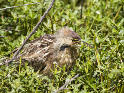 American Bittern 04.jpg
