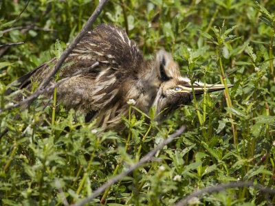 American Bittern 05.jpg