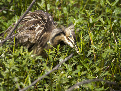 American Bittern 06.jpg