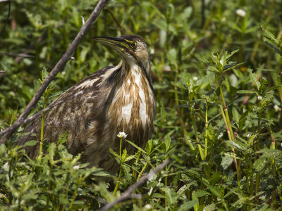 American Bittern 07.jpg