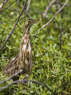 American Bittern 08.jpg