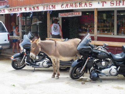 Oatman, Arizona