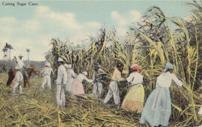 Cutting Sugar Cane