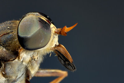 Horse Fly 1