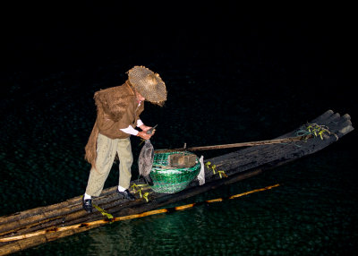 Fishing with Cormorants - removing the fish