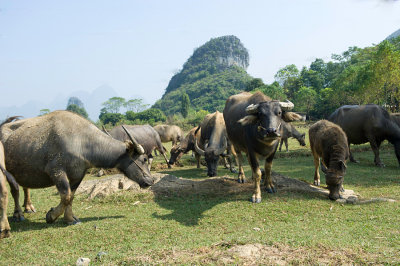 Water Buffalo in countryside