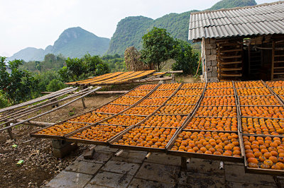 Drying persimmon racks