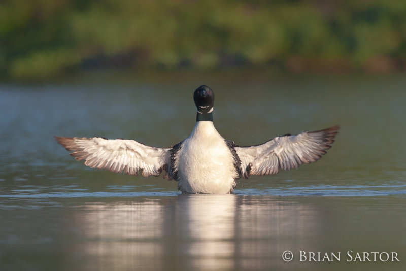 Loon Stretch
