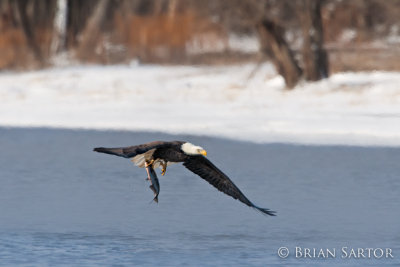 Bald Eagle