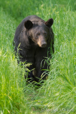 bear_7851.jpg