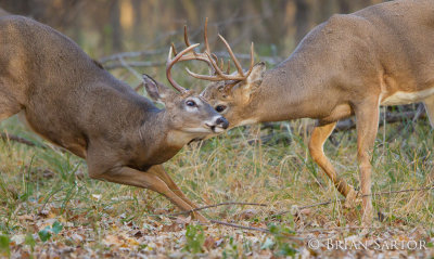 Sparring Bucks