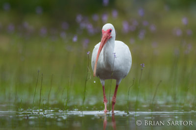 White Ibis