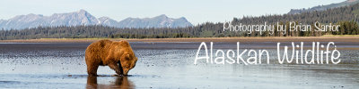 alaska_banner_8571.jpg