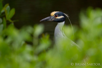 Yellow-Crowned Night Heron