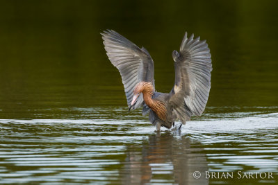 Reddish Hunting