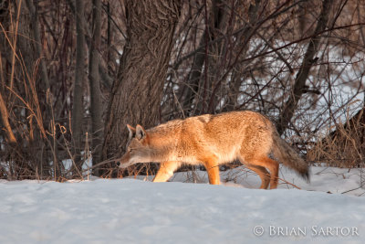 Coyote in the Spotlight