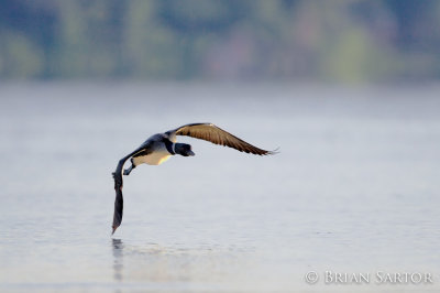 Loon Morning Flight