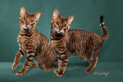 StyledInTheWild Rob Roy & Kalua Kalada (Toygers)