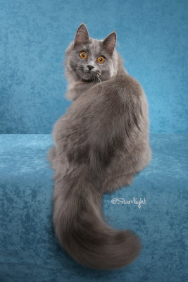 Hiboubou of Carchet (Longhair Chartreux/HHP)