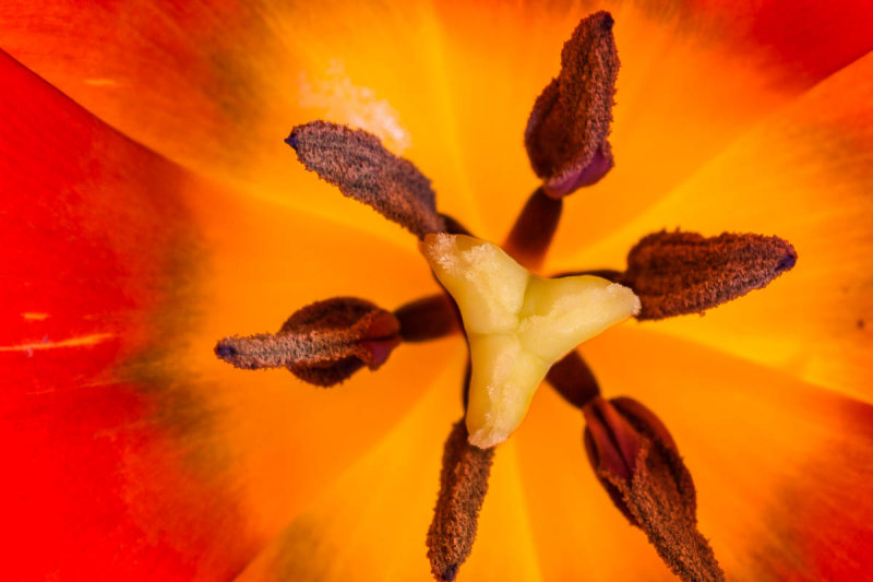 Tulip